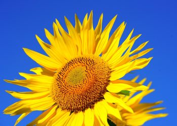 Advanced Techniques in Plant Health Monitoring: Insights and Innovations