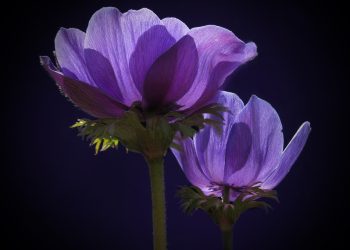 Unlocking the Secrets of Plant Growth: How Fertilization Techniques Impact Yield and Health