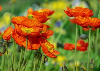 Optimal Watering Techniques for Thriving Houseplants