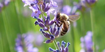 Autumn Abundance: Essential Tips for Pre-Winter Plant Prep