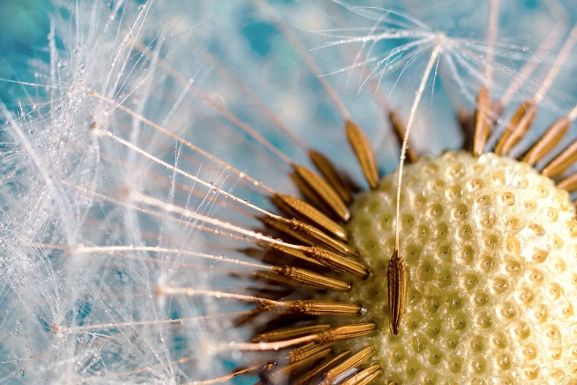 Boosting Bloom: The Impact of Tailored Fertilization on Flower Development