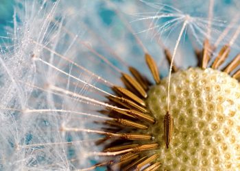 Boosting Bloom: The Impact of Tailored Fertilization on Flower Development