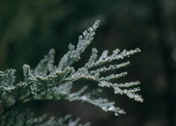 The Secrets of Soil: Choosing the Right Type for Different Plants