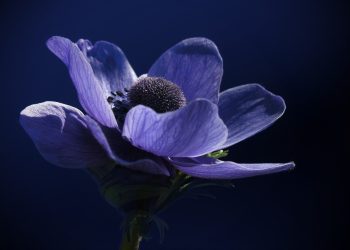 Understanding Plant Light Requirements: Key to Thriving Gardens