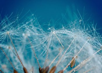 Unlocking the Secrets of Effective Plant Disease Prevention: Strategies and Insights for Gardeners and Farmers