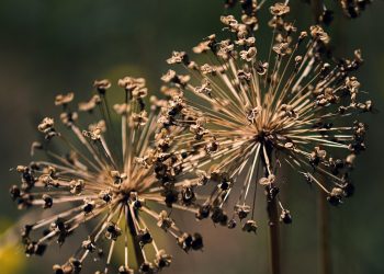 Secrets to Healthy Soil and Root Systems